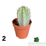 Cacti Cereus Mixed Houseplant - 5.5cm Pot - (Choice of 2)