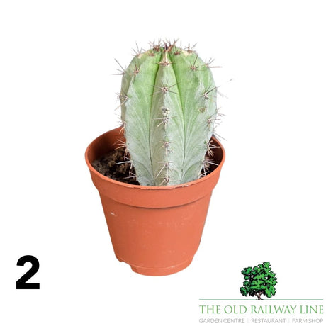 Cacti Cereus Mixed Houseplant - 5.5cm Pot - (Choice of 2)