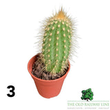 Cacti Cereus Mixed Houseplant - 5.5cm Pot - (Choice of 2)