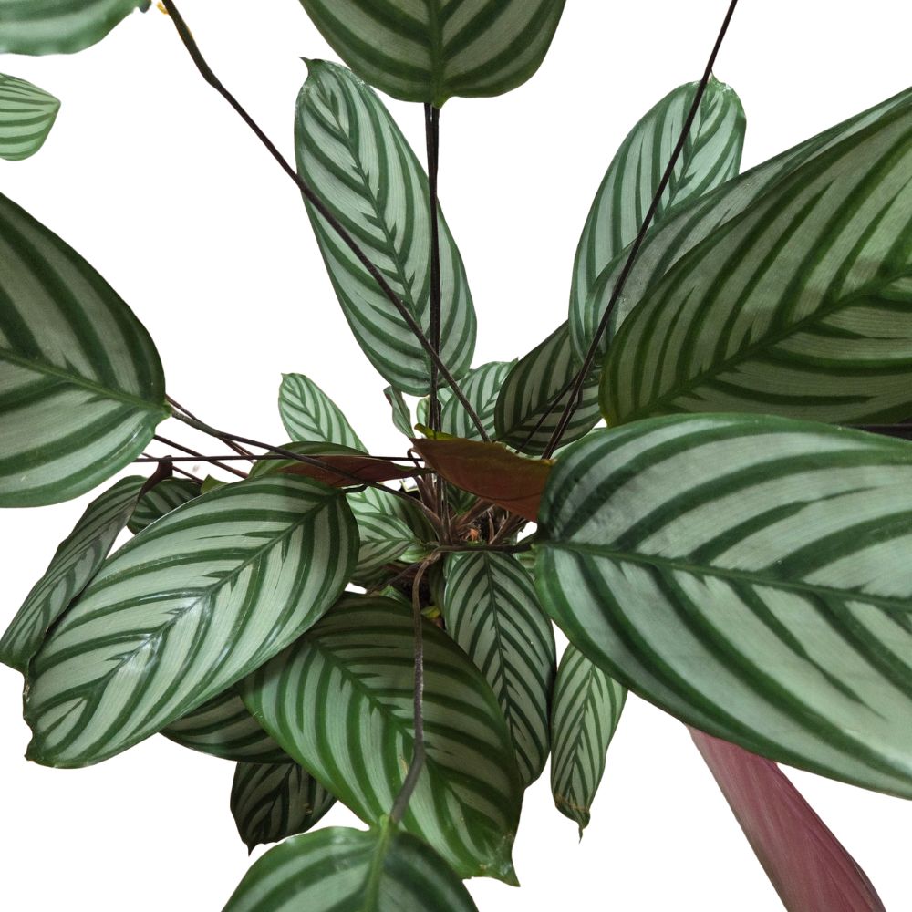 Calathea Oppenhemania 'Prayer Plant' Houseplant - 23cm Pot