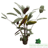 Calathea Oppenhemania 'Prayer Plant' Houseplant - 23cm Pot