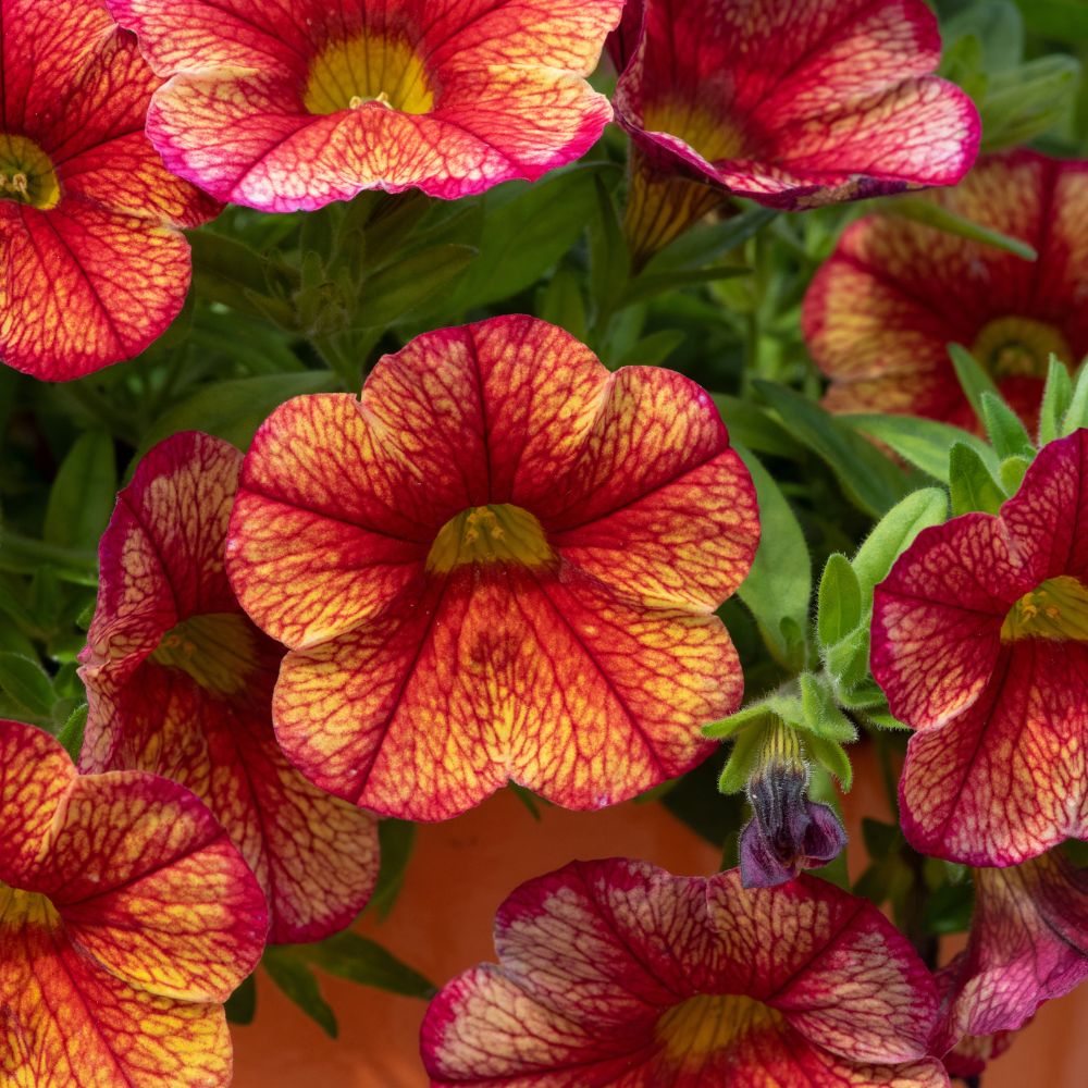 Calibrachoa Can Can Oriental Plug Plant