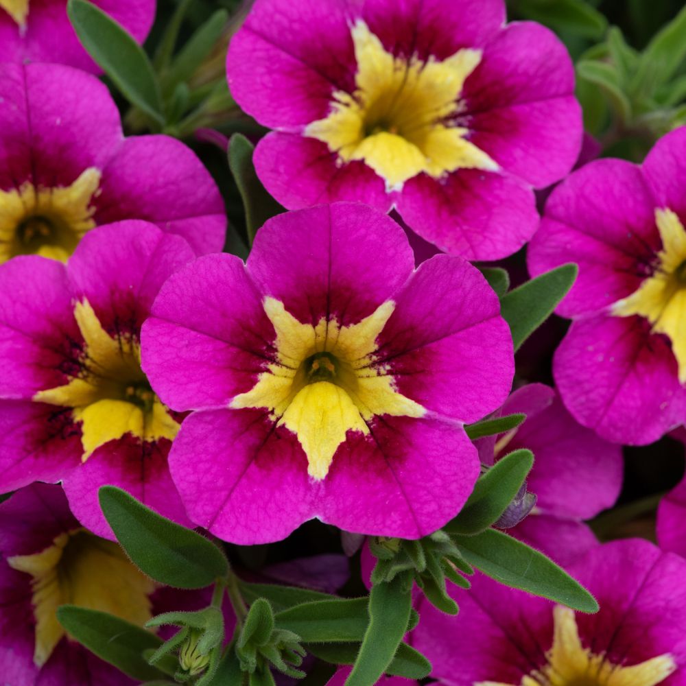 Calibrachoa Cabaret Bumble Bee Hot Pink Plug Plant