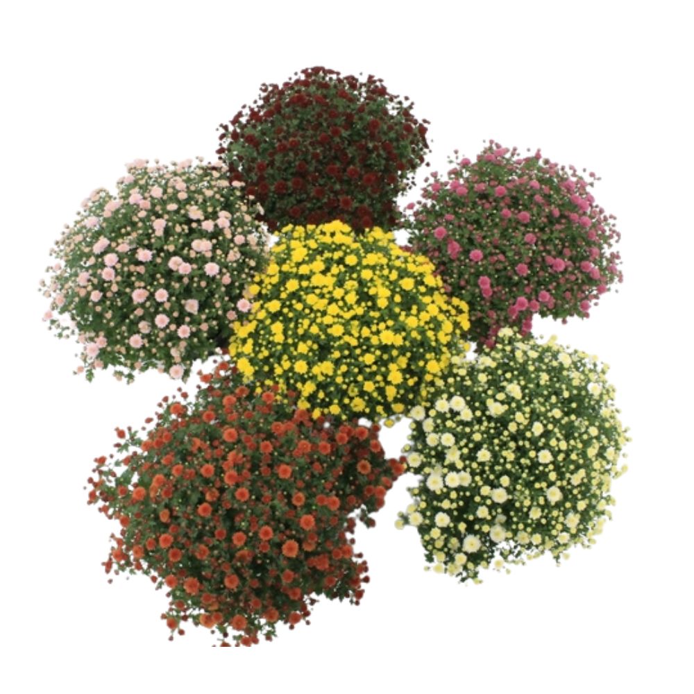 Chrysanthemum Ball Plant - 1.5Ltr Pot - Mixed