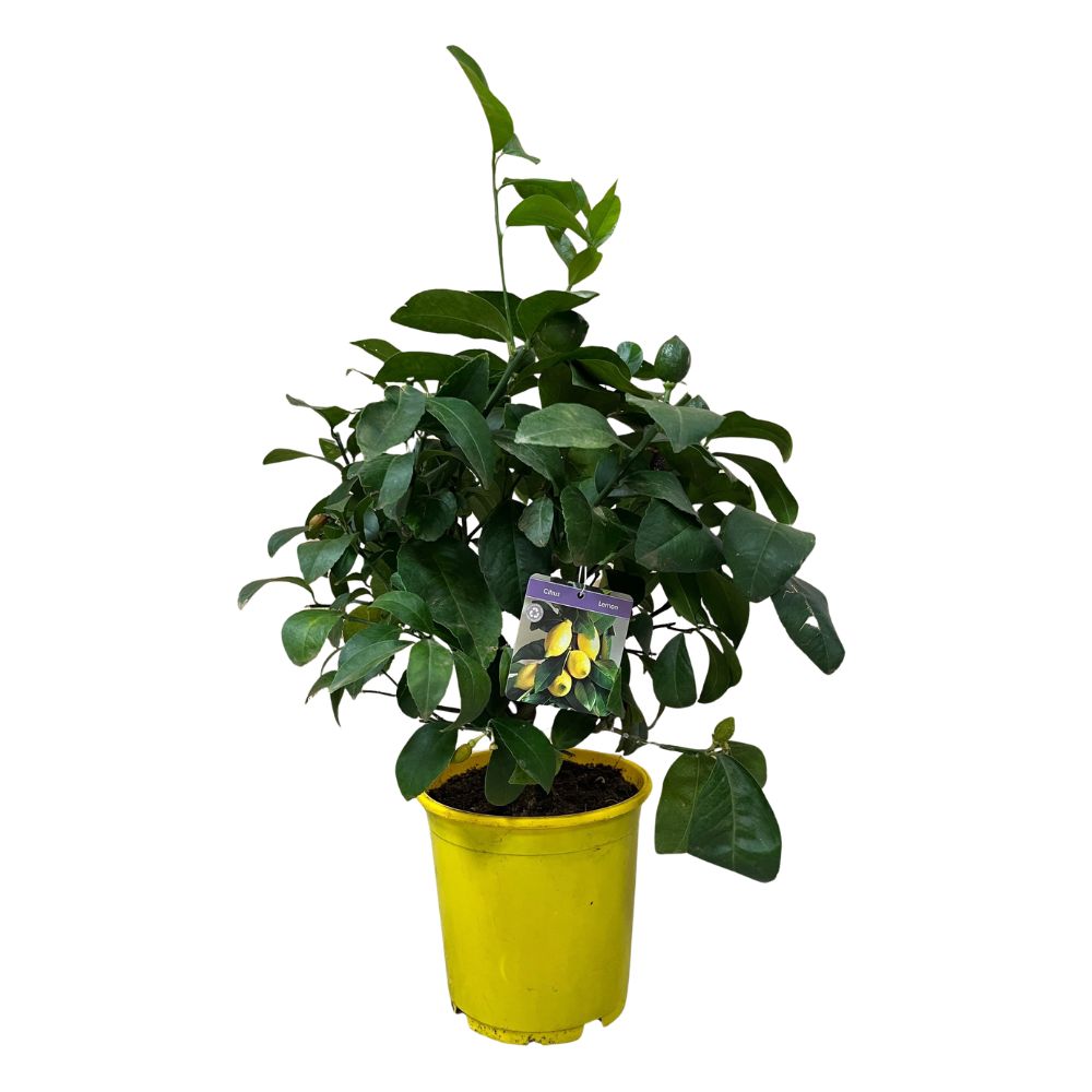 Citrus Lemon Bush - 19cm Pot