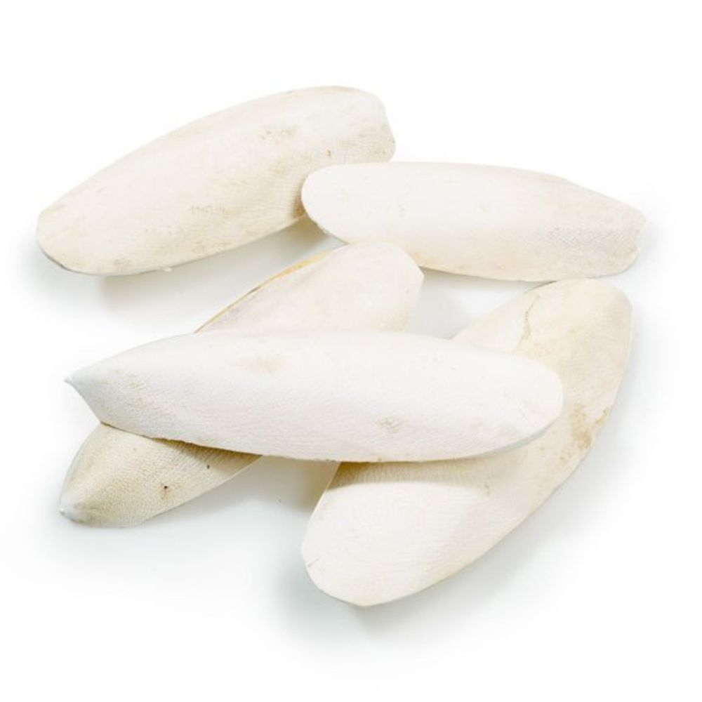 Classic Cuttlefish (5 Pack)