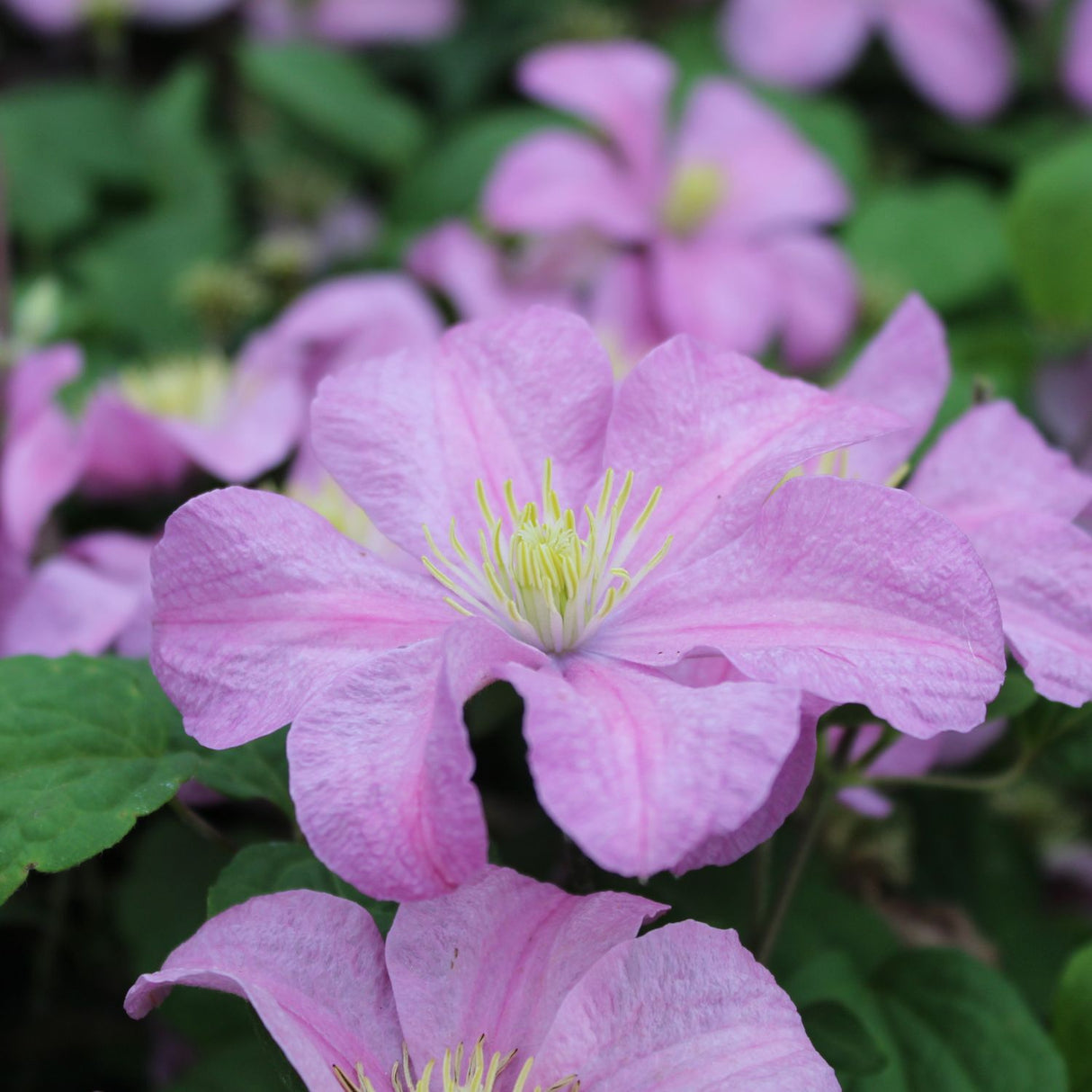 Clematis 'Comtesse De Bouchaud' Pink Climbing Plant - 3Ltr Pot