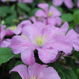 Clematis 'Comtesse De Bouchaud' Pink Climbing Plant - 3Ltr Pot