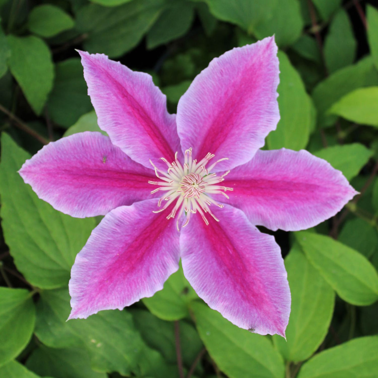 Clematis 'Dr Ruppel' Pink Climbing Plant - 3Ltr Pot