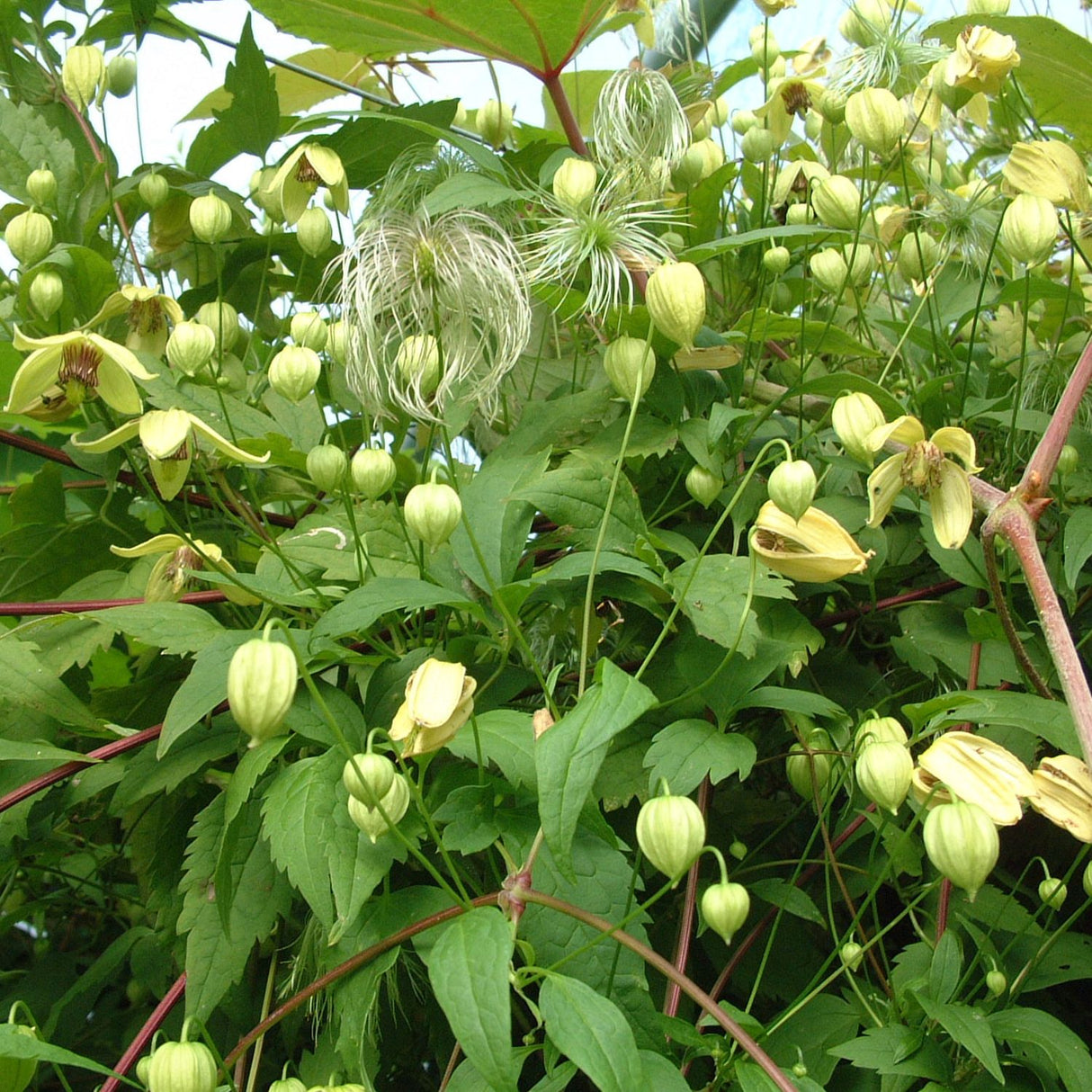 Clematis 'Golden Harvest' Yellow Climbing Plant - 3Ltr Pot