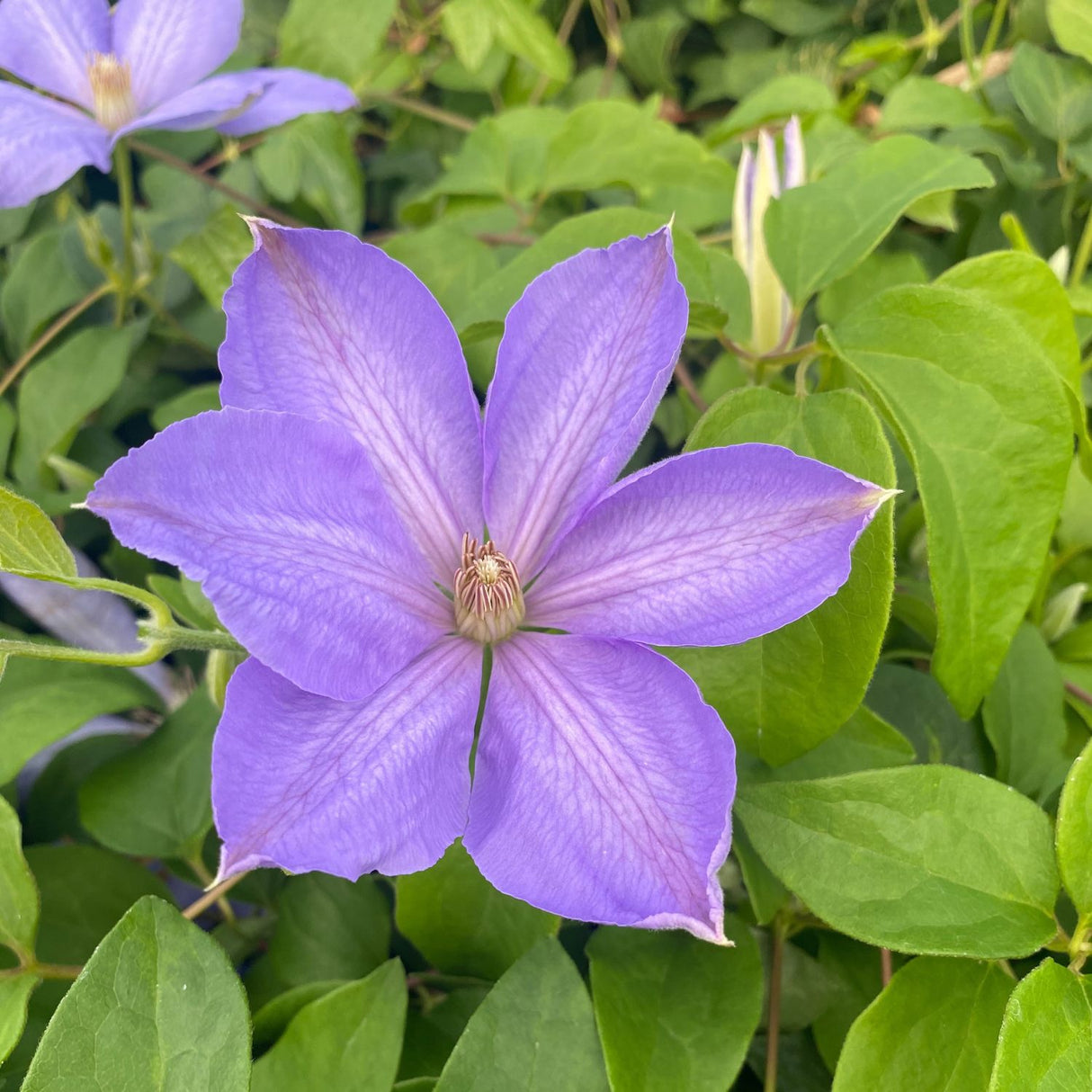 Clematis 'Mrs Cholmondeley' Purple Climbing Plant - 3Ltr Pot