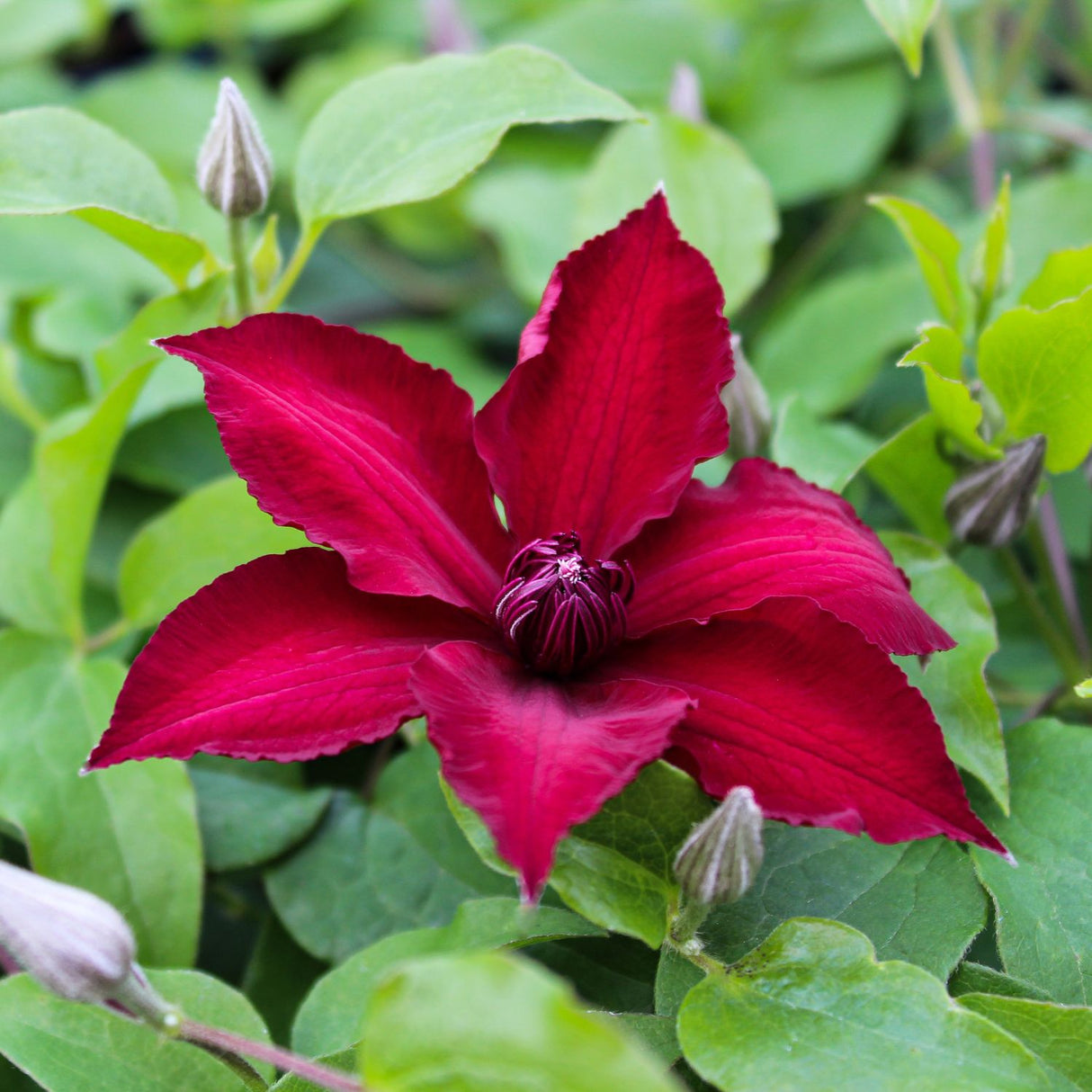 Clematis 'Nubia' Red Climbing Plant - 3Ltr Pot