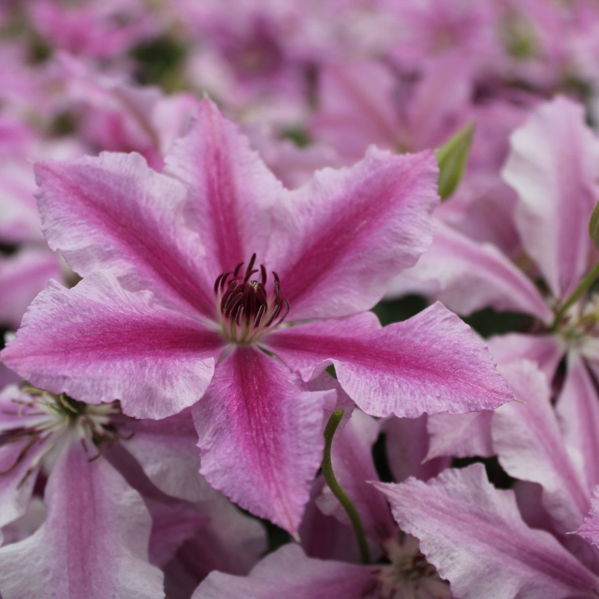 Clematis 'Ooh La La' Pink Climbing Plant - 3Ltr Pot