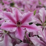 Clematis 'Ooh La La' Pink Climbing Plant - 3Ltr Pot