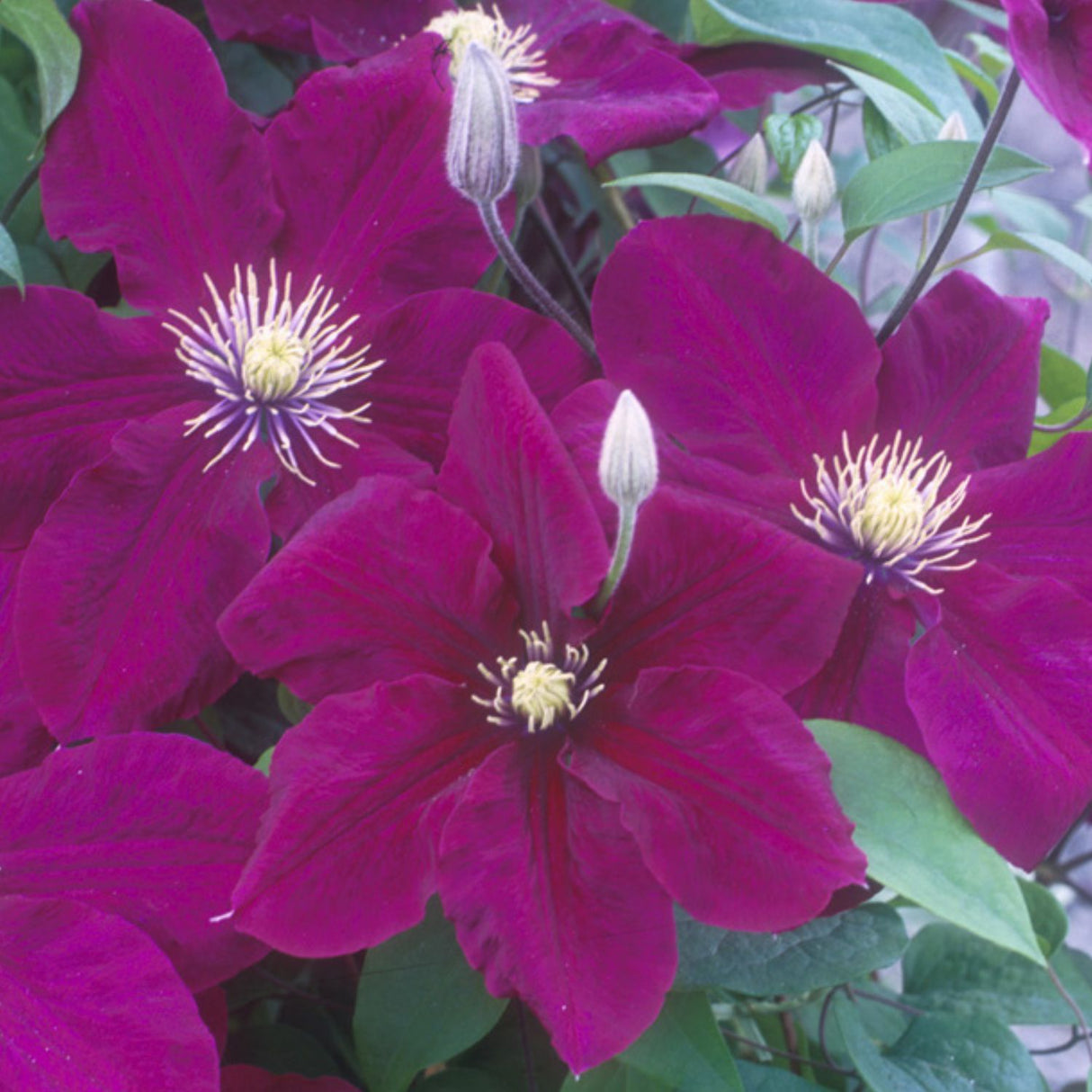 Clematis 'Rosemoor' Purple Climbing Plant - 3Ltr Pot