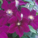 Clematis 'Rosemoor' Purple Climbing Plant - 3Ltr Pot