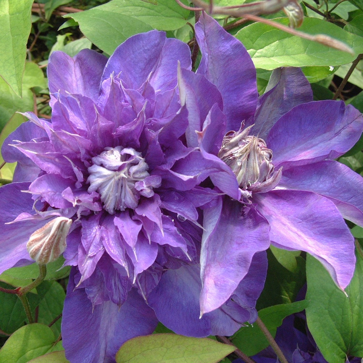 Clematis 'Shikoo' Purple Climbing Plant - 3Ltr Pot