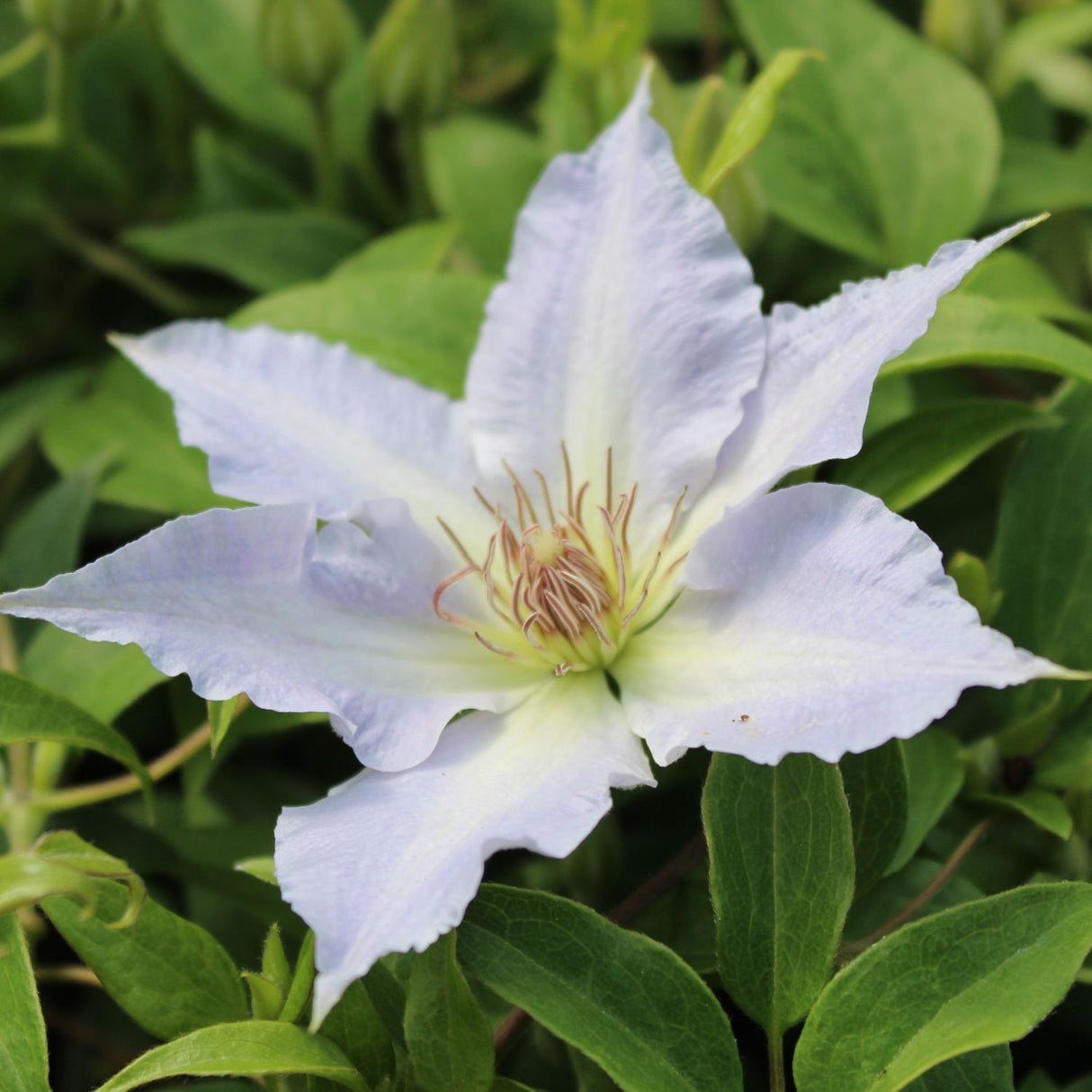 Clematis 'Tranquilité' White Climbing Plant - 3Ltr Pot