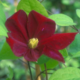 Clematis 'Voluceau' Red Climbing Plant - 3Ltr Pot