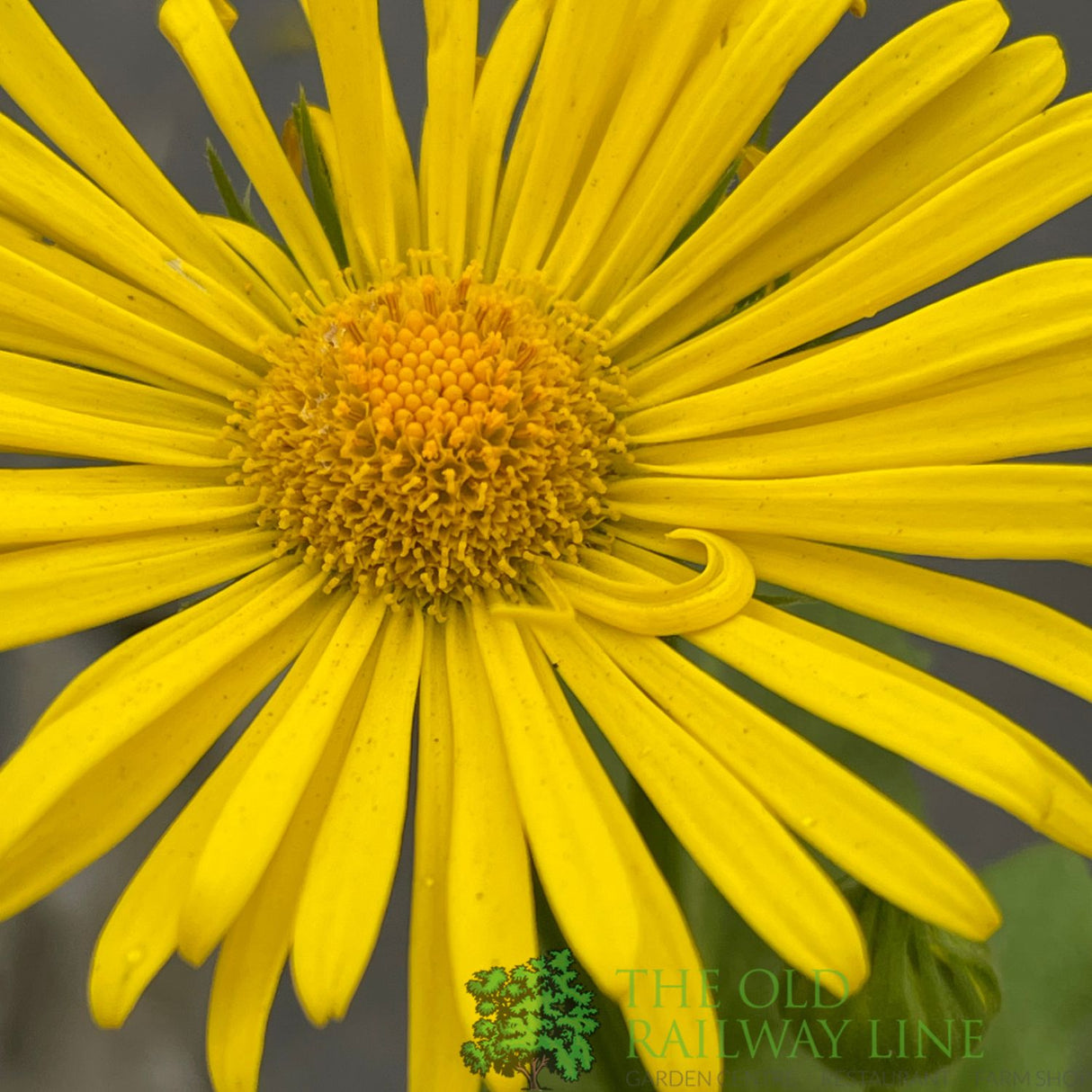 Doronicum orientale 'Leonardo Compact' Plant 1Ltr Pot