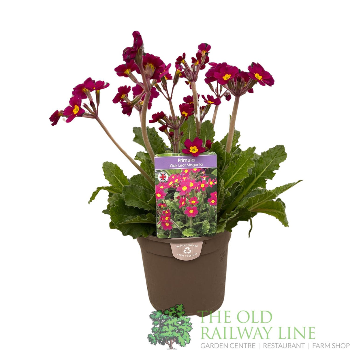 Primula vulgaris 'Oakleaf Magenta' Plant 1.5Ltr Pot