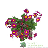 Primula vulgaris 'Oakleaf Magenta' Plant 1.5Ltr Pot