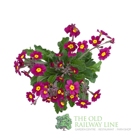 Primula vulgaris 'Oakleaf Magenta' Plant 1.5Ltr Pot