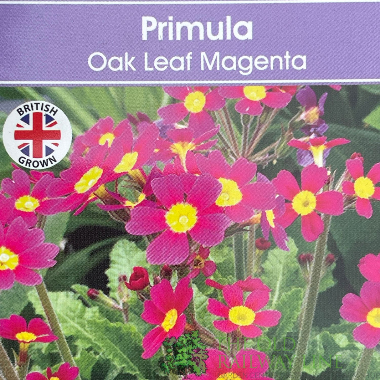 Primula vulgaris 'Oakleaf Magenta' Plant 1.5Ltr Pot
