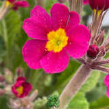 Primula vulgaris 'Oakleaf Magenta' Plant 1.5Ltr Pot