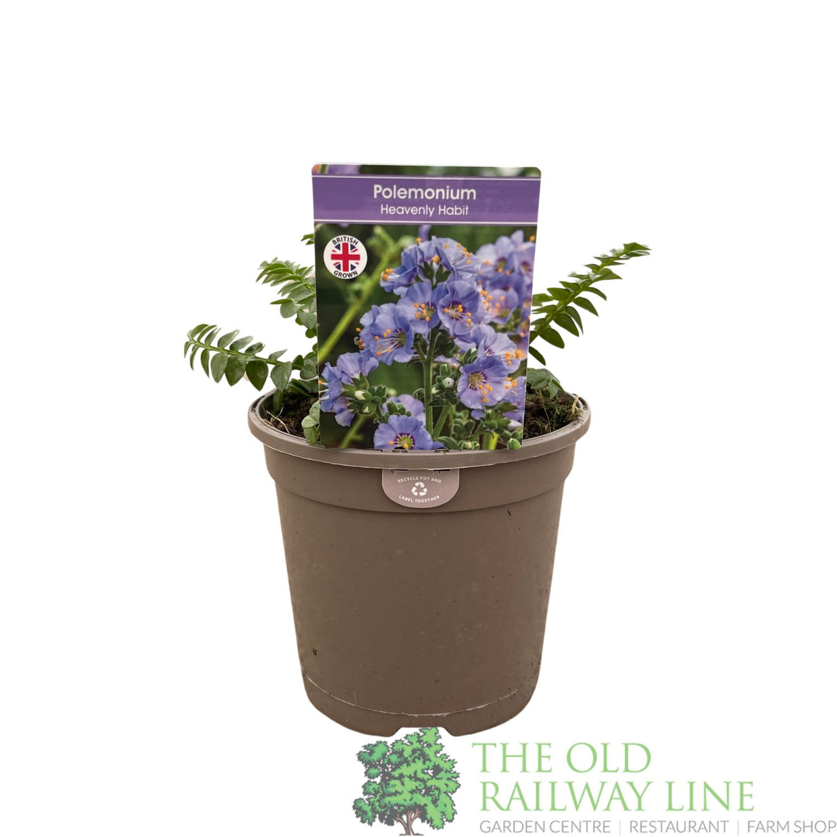 Polemonium boreale 'Heavenly Habit' Plant 1Ltr Pot