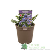 Polemonium boreale 'Heavenly Habit' Plant 1Ltr Pot