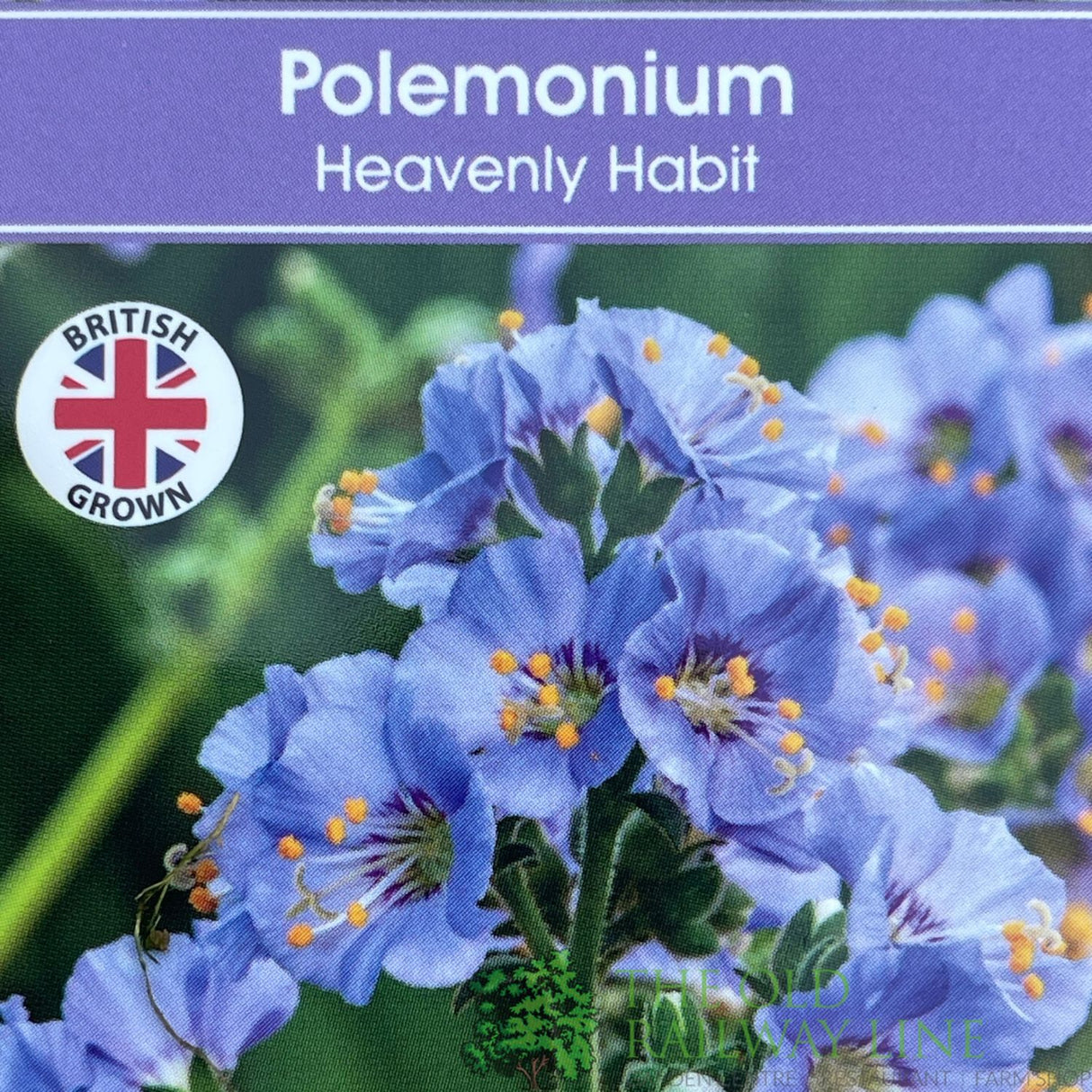 Polemonium boreale 'Heavenly Habit' Plant 1Ltr Pot
