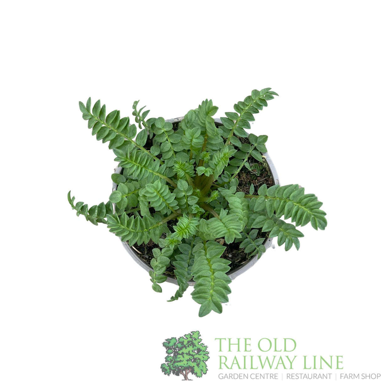 Polemonium boreale 'Heavenly Habit' Plant 1Ltr Pot