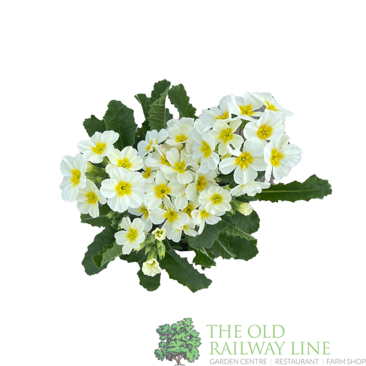 Primula vulgaris 'Oakleaf White' Plant 1.5Ltr Pot