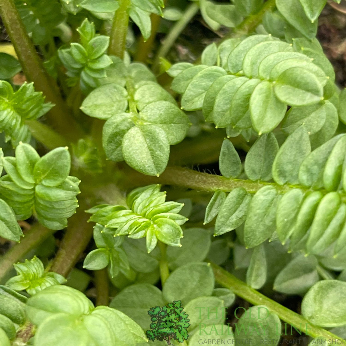 Polemonium boreale 'Heavenly Habit' Plant 1Ltr Pot