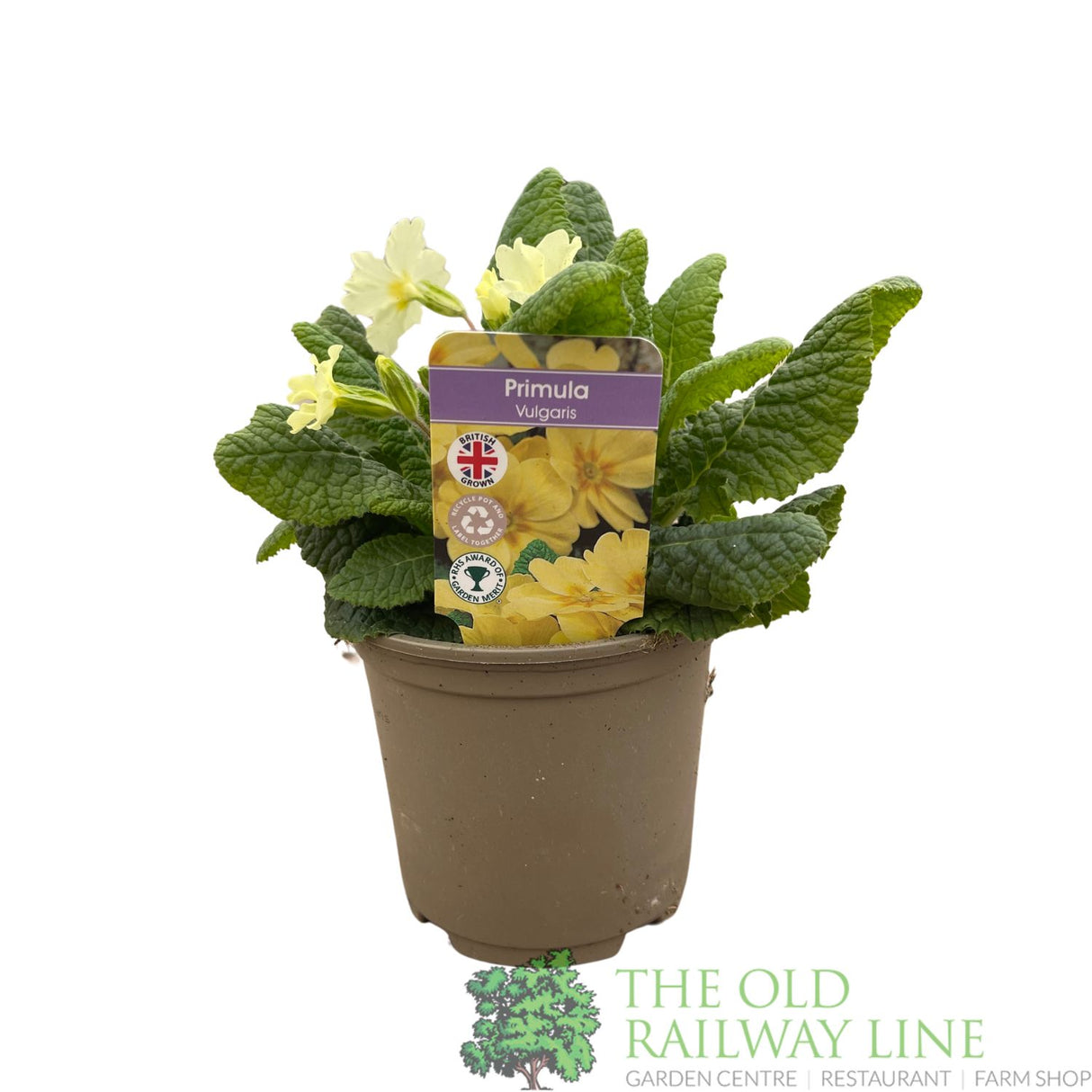 Primula vulgaris 'Wild Primrose' Plant 10.5cm Pot