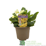 Primula vulgaris 'Wild Primrose' Plant 10.5cm Pot