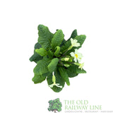 Primula vulgaris 'Wild Primrose' Plant 10.5cm Pot