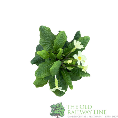 Primula vulgaris 'Wild Primrose' Plant 10.5cm Pot