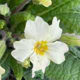 Primula vulgaris 'Wild Primrose' Plant 10.5cm Pot
