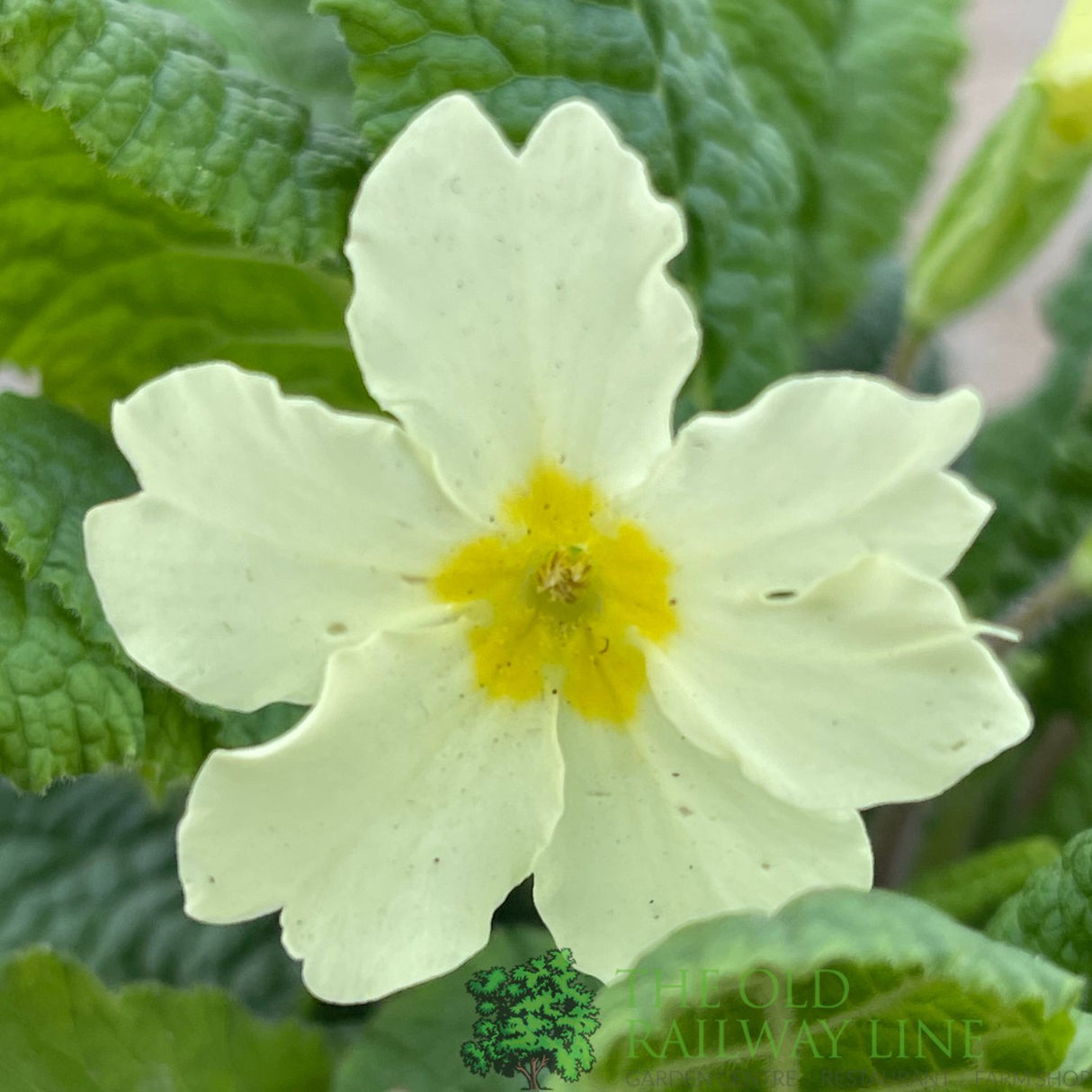 Primula vulgaris 'Wild Primrose' Plant 10.5cm Pot
