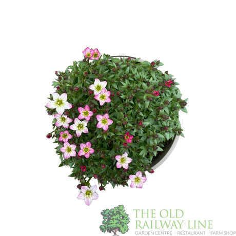 Saxifraga 'Touran Pink' Plant 2Ltr Pot