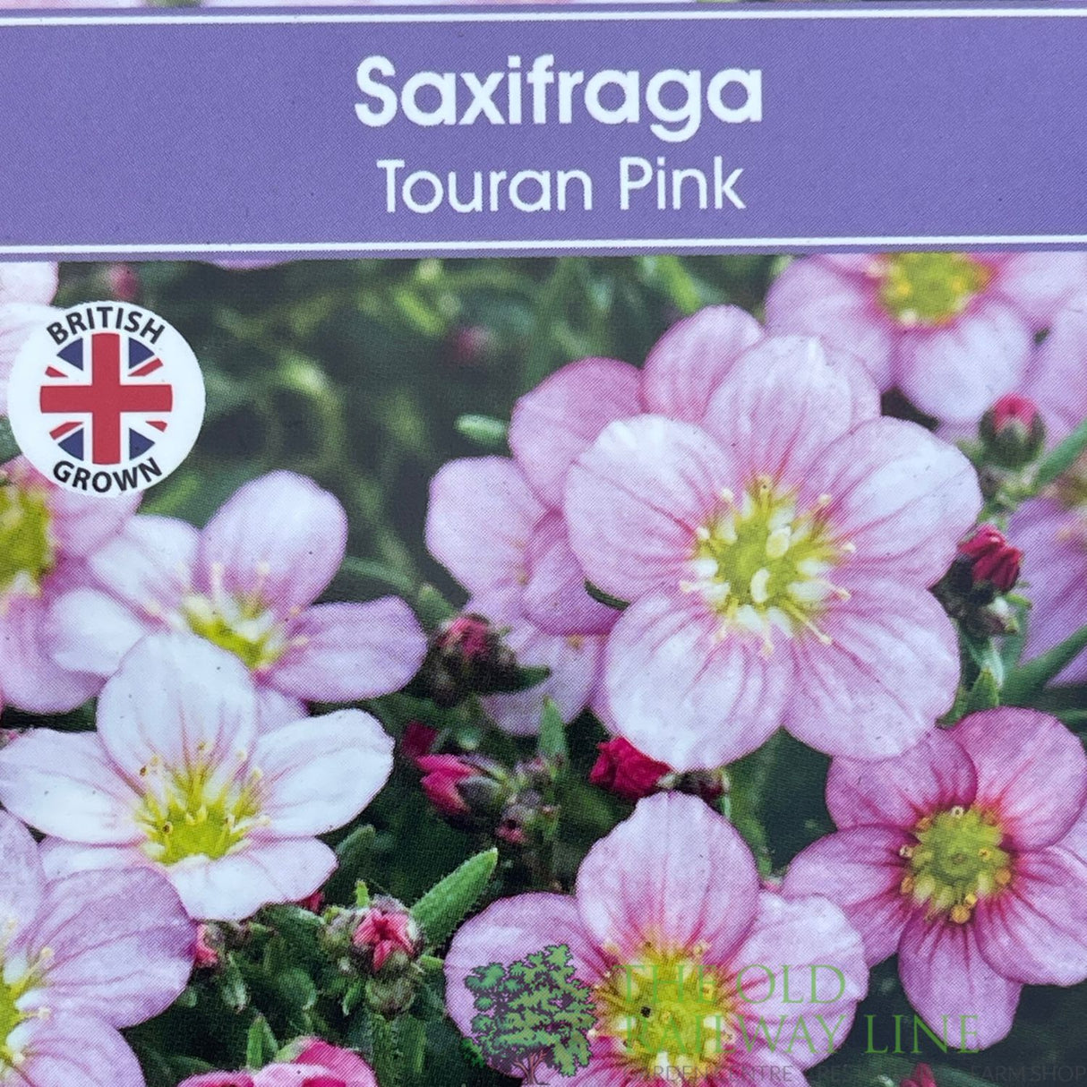 Saxifraga 'Touran Pink' Plant 2Ltr Pot
