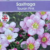 Saxifraga 'Touran Pink' Plant 2Ltr Pot
