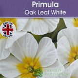 Primula vulgaris 'Oakleaf White' Plant 1.5Ltr Pot