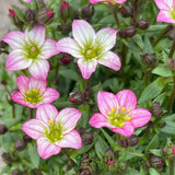 Saxifraga 'Touran Pink' Plant 2Ltr Pot