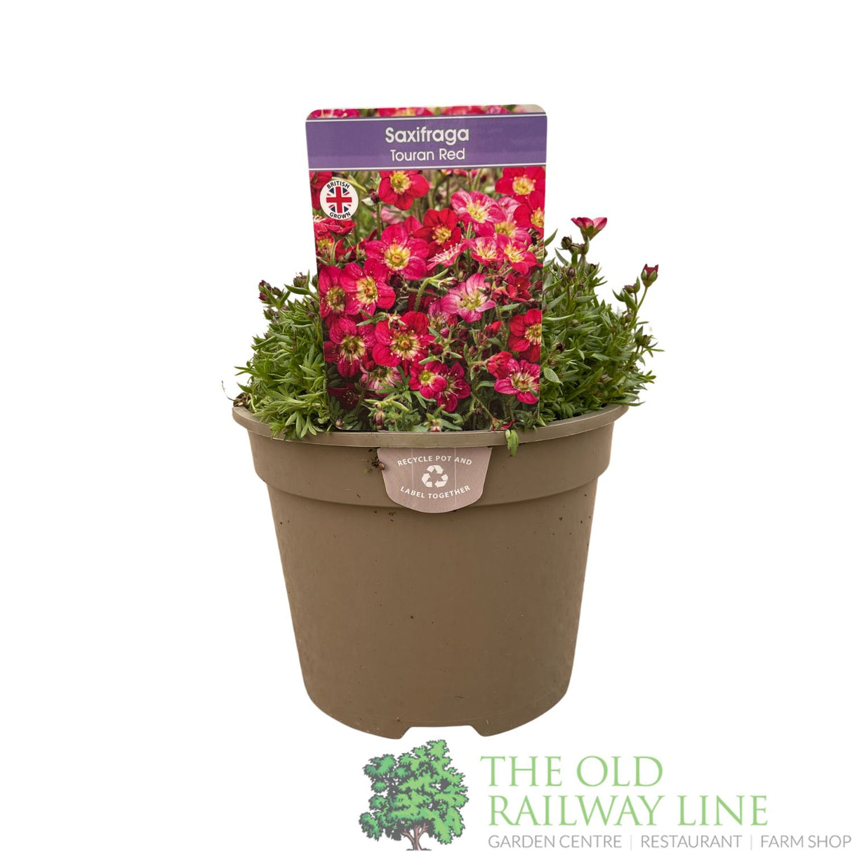 Saxifraga 'Touran Red' Plant 2Ltr Pot