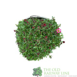 Saxifraga 'Touran Red' Plant 2Ltr Pot