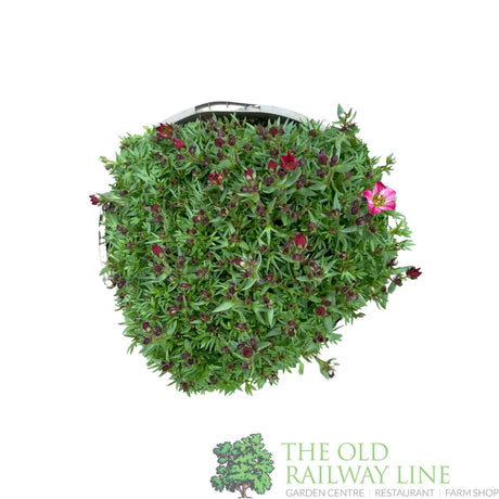 Saxifraga 'Touran Red' Plant 2Ltr Pot