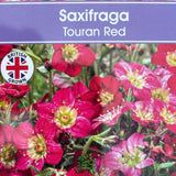 Saxifraga 'Touran Red' Plant 2Ltr Pot